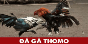 đá gà thomo tại s666